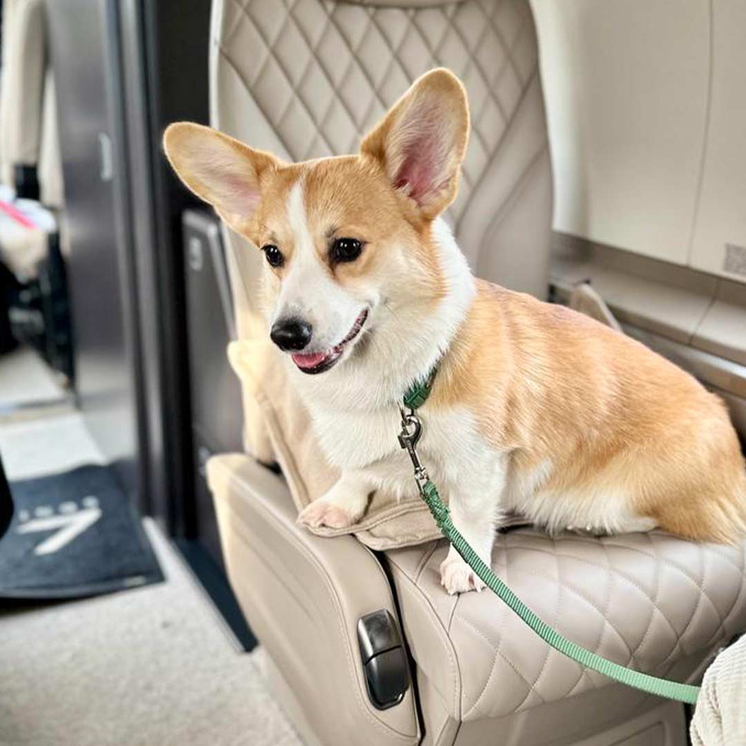 Hund in einer PC12 von Pilartair Haustier